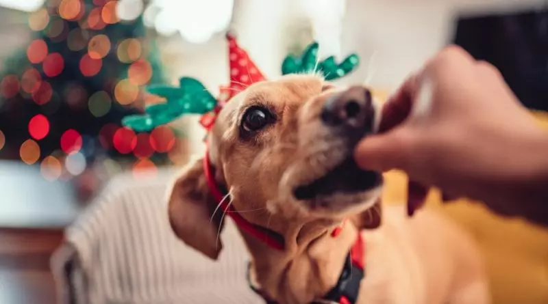 11 comidas de Natal e Ano-Novo tóxicas para cachorros