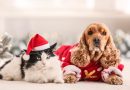 8 presentes de Natal criativos para os animais 