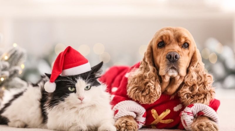 8 presentes de Natal criativos para os animais 