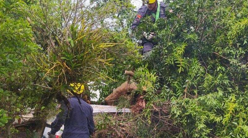 Temporal em Osório derruba árvore, danifica residência e veículo