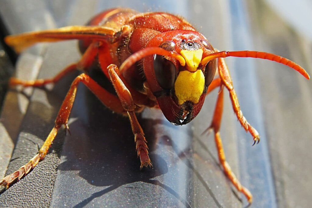 imagem de vespa-mandarina em tons de laranja