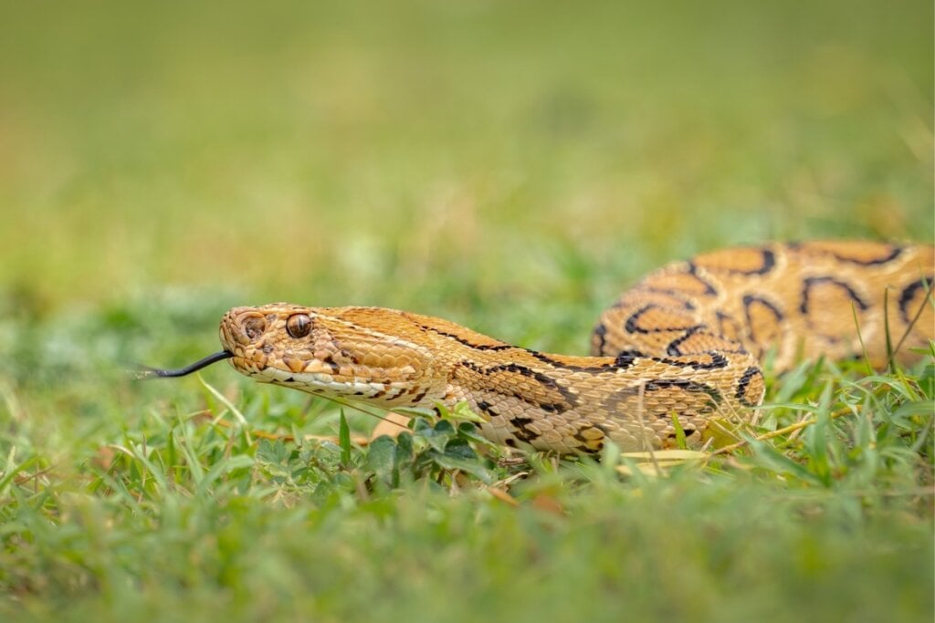 Cobra Víbora de Russell rastejando na grama 