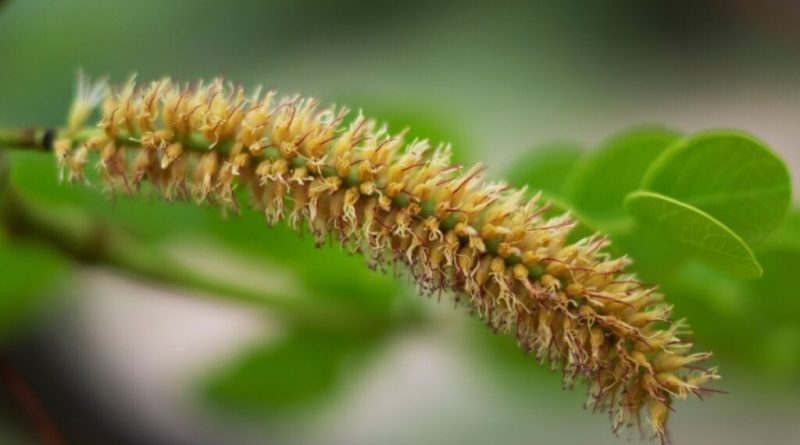 5 benefícios da planta barbatimão para a saúde e como usá-la