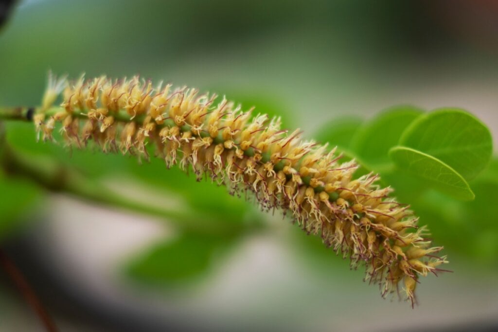 galho com flor de barbatimão fina e amarelada e folhas verdes ao fundo