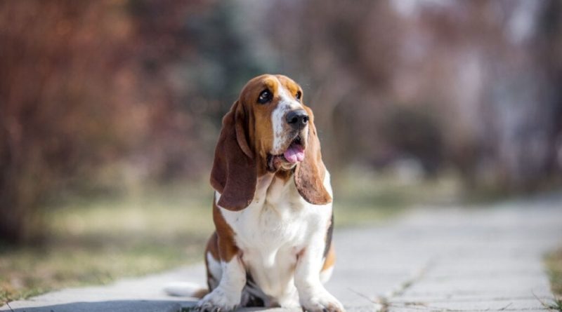 4 características do cachorro da raça basset hound 