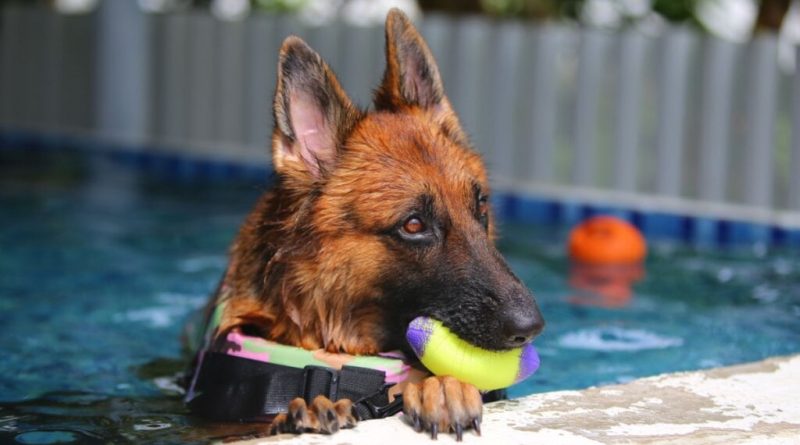 8 dicas para escolher o hotel para deixar o cachorro nas férias