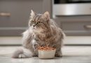 9 sabores que os gatos mais gostam 