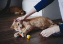 7 brincadeiras seguras para gatos idosos