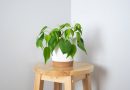 7 plantas para ter em apartamento