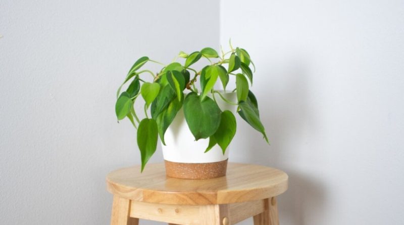 7 plantas para ter em apartamento