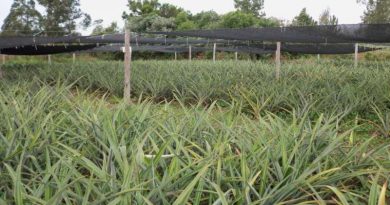 Abacaxis menores e mais caros: impactos da chuva em Terra de Areia