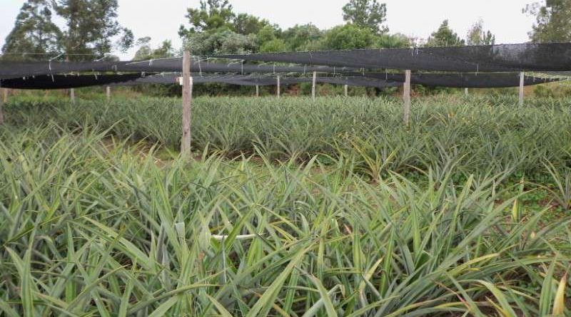 Abacaxis menores e mais caros: impactos da chuva em Terra de Areia