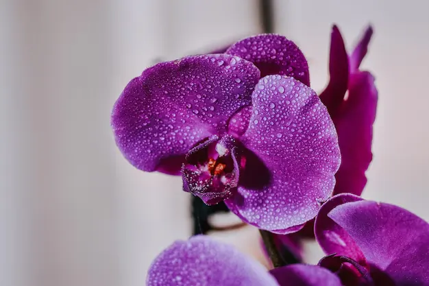 5 dicas primordiais para cuidar de uma orquídea