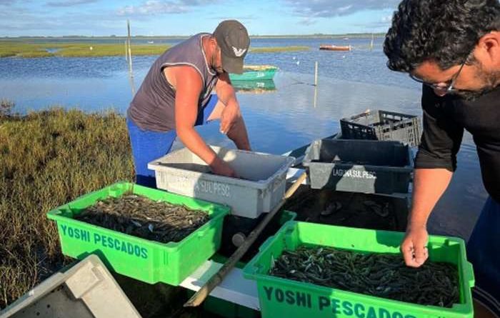 Lagoa do Peixe inicia safra de camarão com fartura após anos difíceis