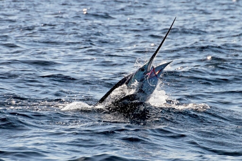 Agulhão vela com metade do corpo fora da água e com um peixe na boca