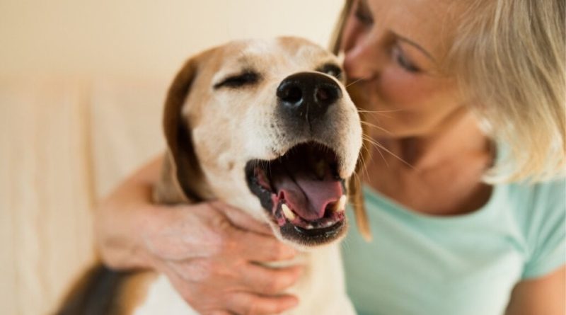 Veja como ensinar o cachorro a fazer xixi no lugar certo