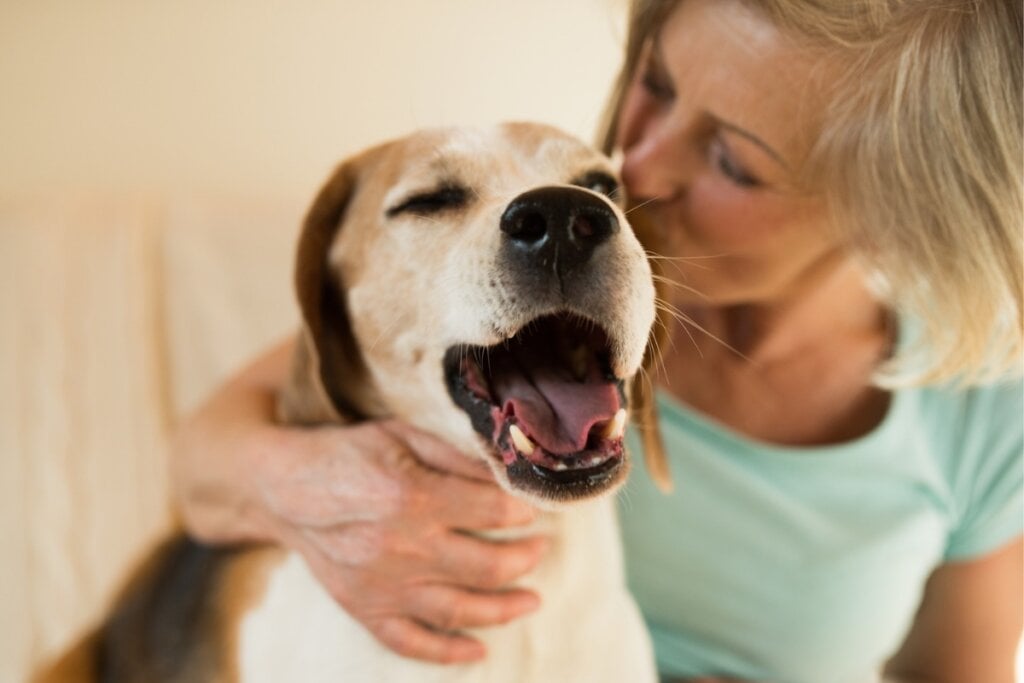 Cachorro feliz com uma mulher beijando a sua cabeça