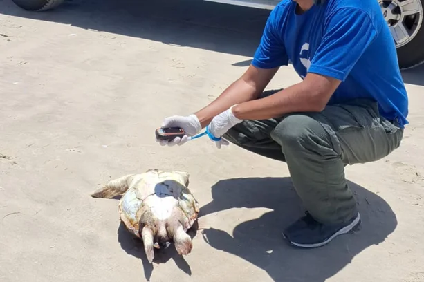 Em um dia, Ceclimar encontra 55 animais mortos no Litoral Norte