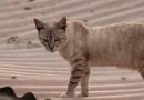 4 características do gato da raça mist australiano