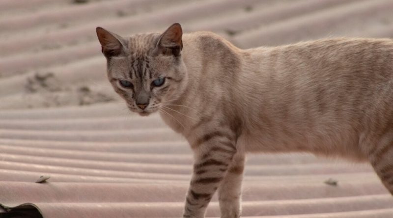 4 características do gato da raça mist australiano