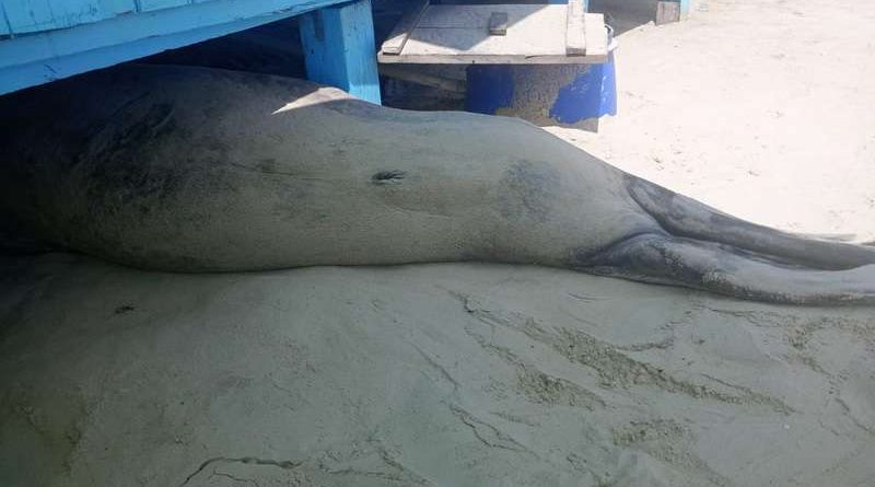 Monitoramento ambiental acompanha elefante-marinho em Cidreira