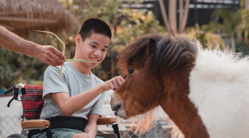 Veja os benefícios dos animais para a saúde mental