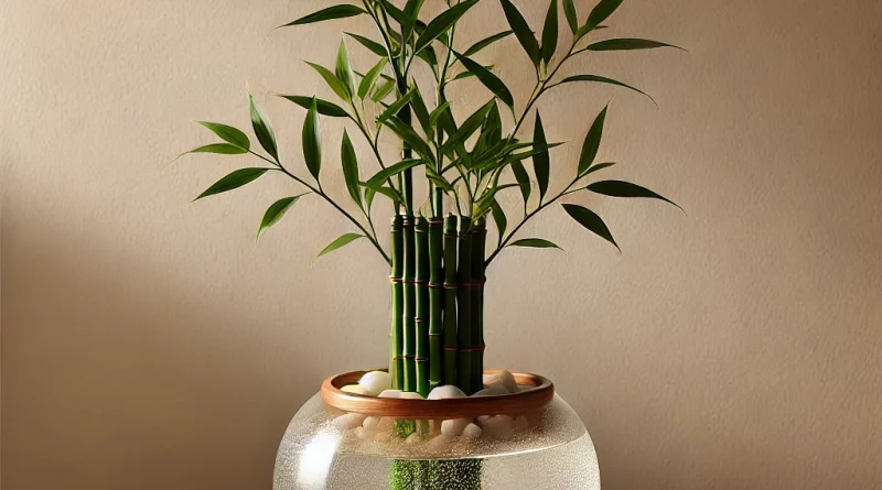 Um planta bambu da sorte em um vaso de vidro com água limpa, decorado com pedras brancas