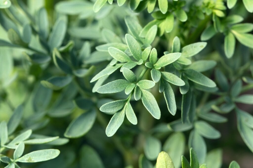 Pé de arruda com galhos de folhas verdes