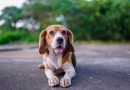 9 diferenças entre as raças beagle e basset hound