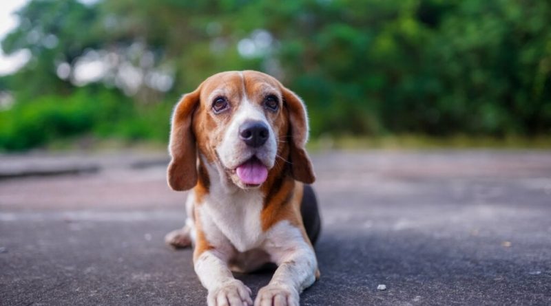 9 diferenças entre as raças beagle e basset hound