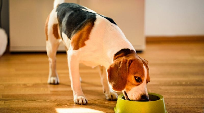 8 sabores que os cachorros mais gostam 