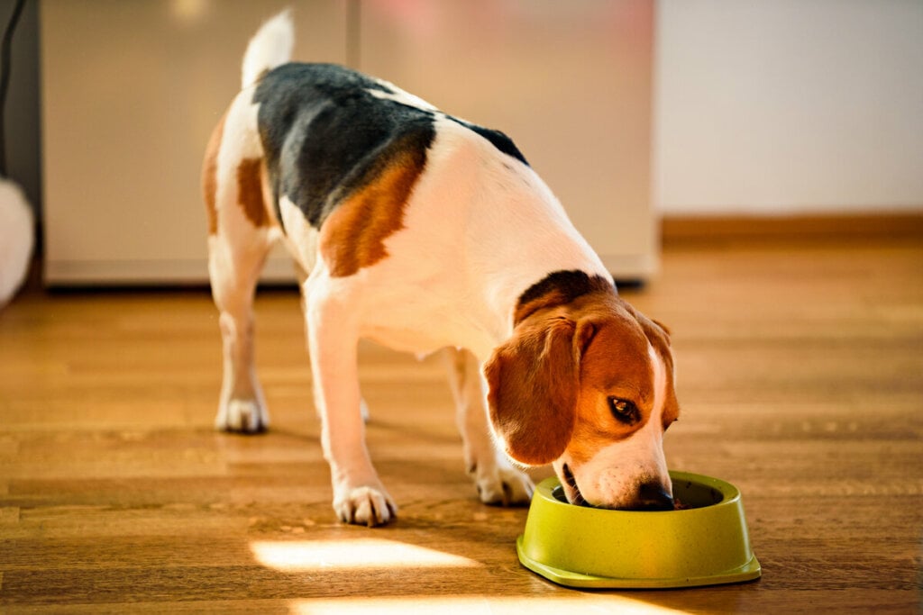 Cachorro comendo em um recipiente verde