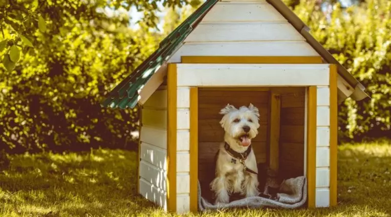 5 atitudes consideradas maus-tratos contra os animais