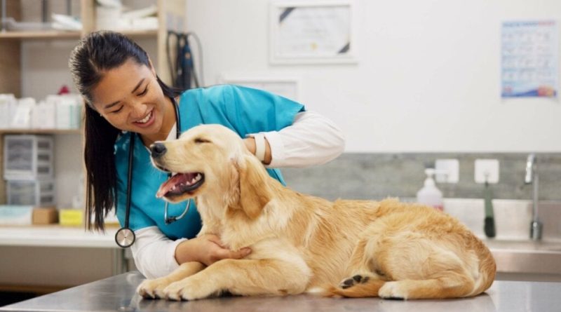 Veja a importância de vermifugar cães e gatos