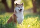 8 diferenças entre as raças akita e shiba inu 