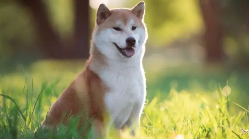 8 diferenças entre as raças akita e shiba inu 