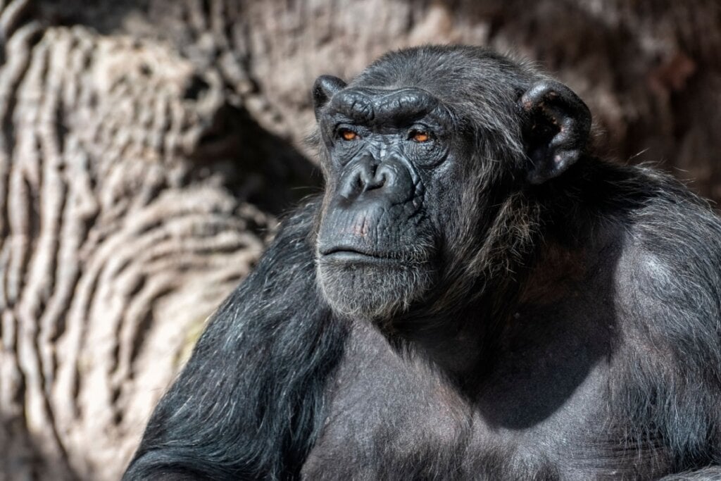 Chimpanzé sentado na floresta 