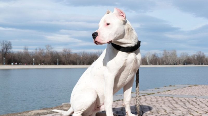 4 características do cachorro da raça dogo argentino 