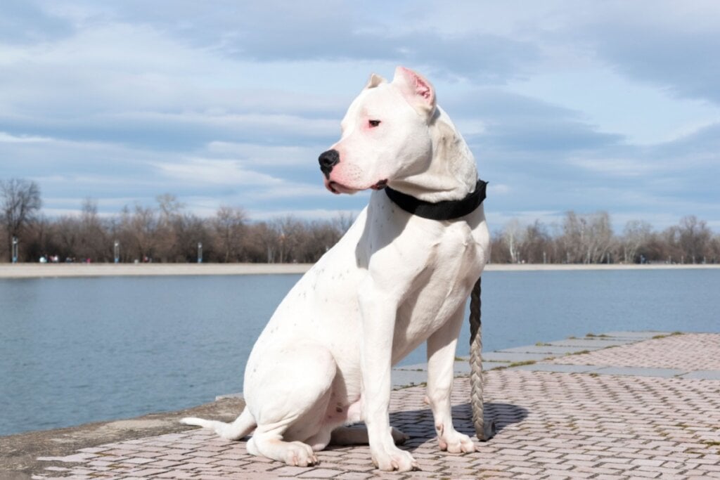 dogo argentino branco, com coleira preta e mar ao fundo