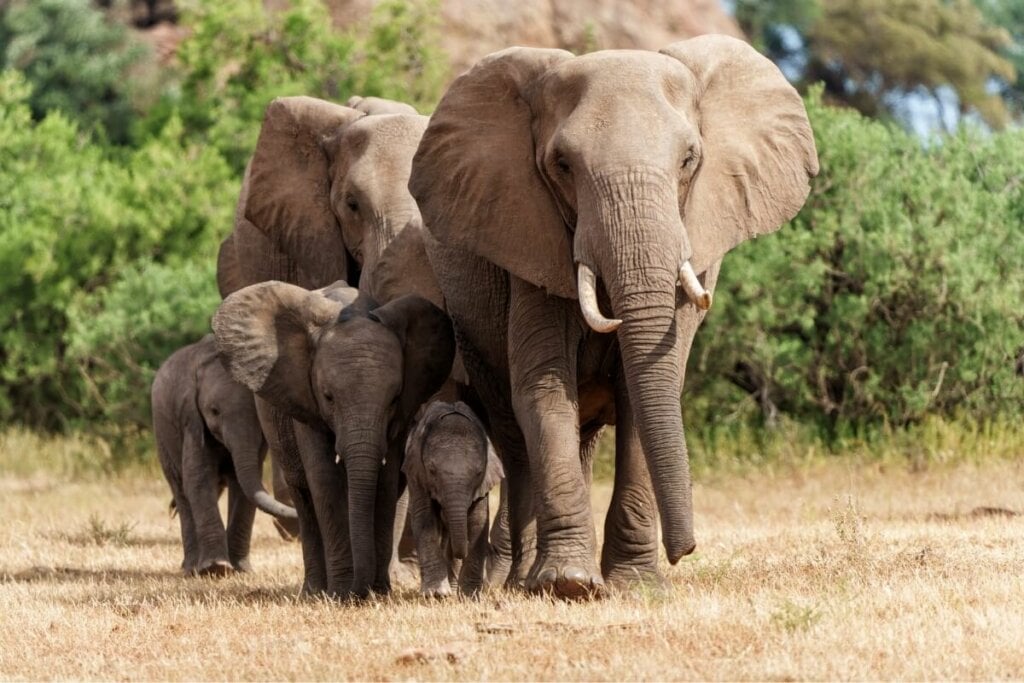 Elefante africano andando com parceiro e filhote