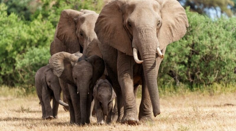 8 maiores mamíferos do mundo 