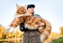 8 diferenças entre as raças maine coon e norueguês da floresta