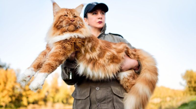 8 diferenças entre as raças maine coon e norueguês da floresta