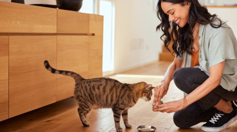 Veja alimentos refrescantes para oferecer aos animais no verão