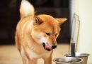 4 características do cachorro da raça shiba