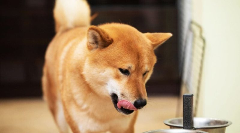 4 características do cachorro da raça shiba