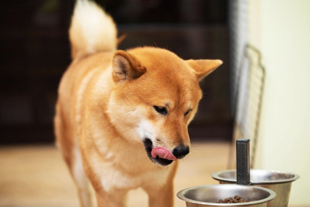 Cachorro da raça shiba com a língua para fora e olhando para pote com ração