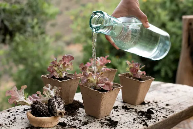 7 plantas que resistem a longos períodos sem água