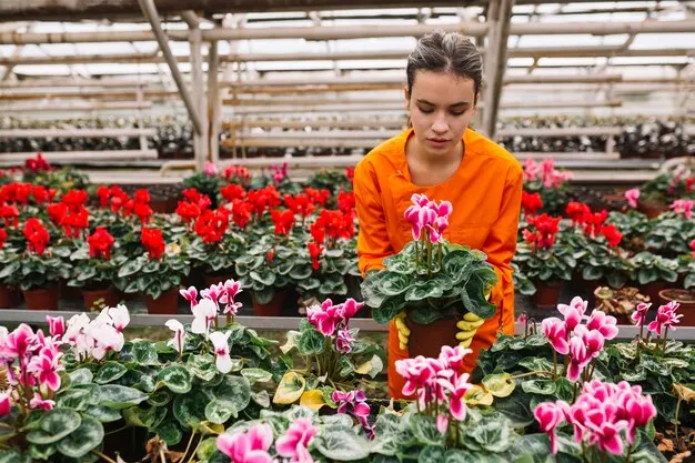 Aprenda a cultivar impatiens sem erro