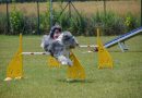 4 características do cachorro da raça bearded collie 